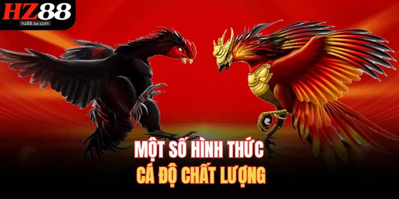 Đá Gà HZ88 2 Một số hình thức cá độ chất lượng